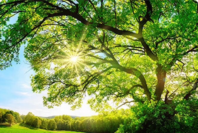 MS&AD Insurance Group and Sustainability